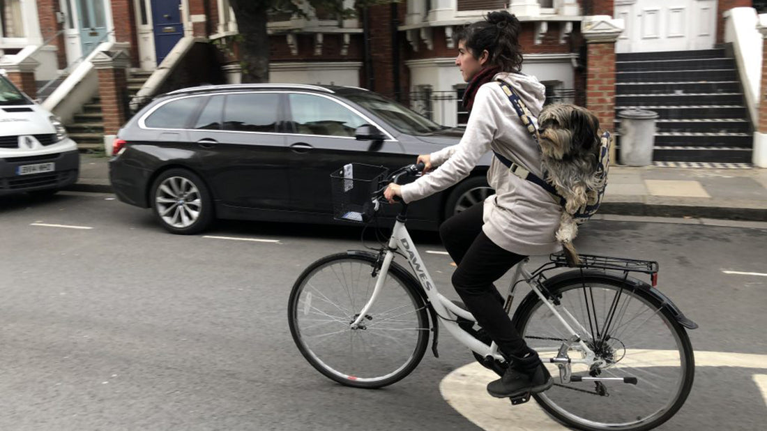 How to take your pet on a bike ride