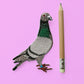 Pigeon Patch